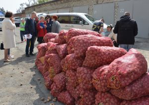 В Артеме стартовала благотворительная акция по раздаче семенного картофеля