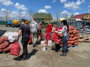 Комплектация семенного картофеля для раздачи жителям Артемовского городского округа