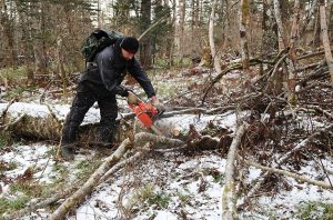 Министерство лесного хозяйства и охраны объектов животного мира Приморского края разработало памятку для граждан