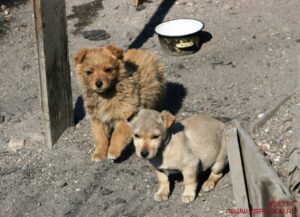 В Приморье установлены новые правила кормления безнадзорных животных