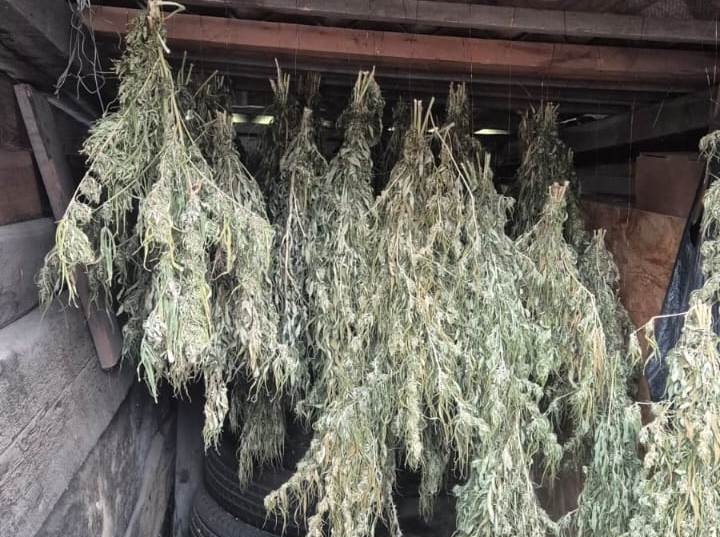 В Приморском крае полицейские изъяли у жителя Артема более восьми килограммов марихуаны